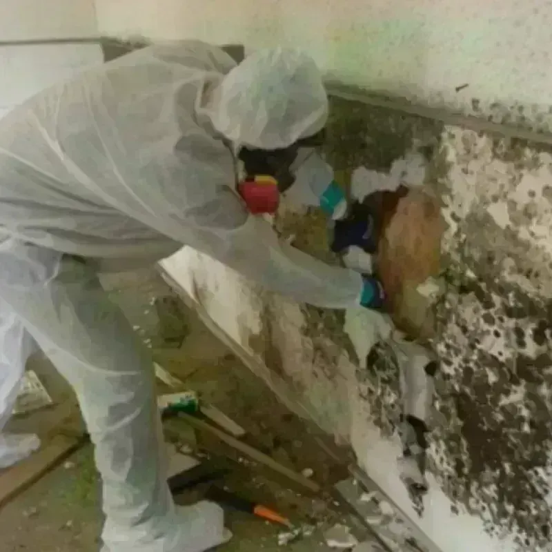 Mold Remediation and Removal in Rosedale, MD